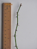 Dog-rose twig