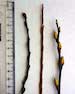 Willows twigs