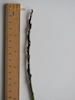 Grey Willow twig