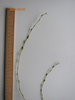 Salix x sepulcralis Weeping willow twig