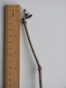 Elder twig