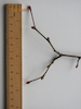 Tilia x europaea Common Lime twigs