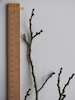 Ulmus glabra Wych Elm twig