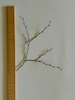 Zelkova serrata Japanese Elm
