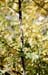 branch with corky flanges