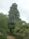 Italian Alder Tree