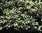 shrub