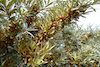 fruits