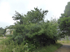 Malus pumila tree