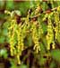 male catkins