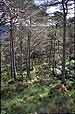pine wood