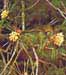 Male flowers 