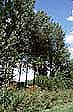 trees
