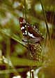 Purple Emperor Buterfly