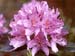 flower closeup