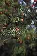 fruiting branch