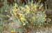 bush