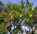 tree in flower