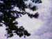branches