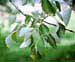 less lobed leaves