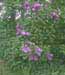 flowering shrub