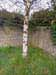 bark