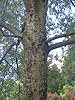 bark